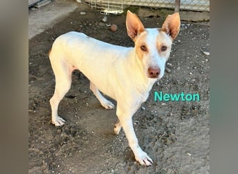 Newton geb. 03/2023 (ESP) - sozialer, wunderschöner Podenco sucht seinen Neuanfang