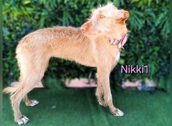 Nikki1 geb. 03/2022 (ESP) - liebe und zarte Podenca!