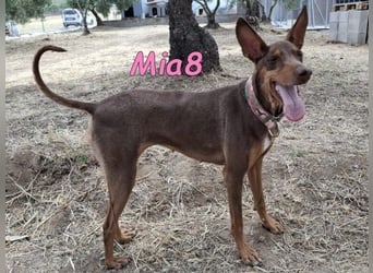 Mia8 geb. 12/2022 (ESP) - wunderschöne, sanfte und sensible Podenco Orito Hündin!