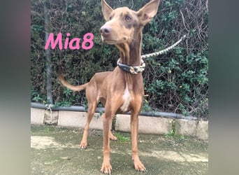 Mia8 geb. 12/2022 (ESP) - wunderschöne, sanfte und sensible Podenco Orito Hündin!
