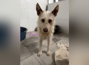 Kaori geb. 06/2019 (ESP) - ausgeglichene und liebevolle Podenco-Hündin sucht das Glück!