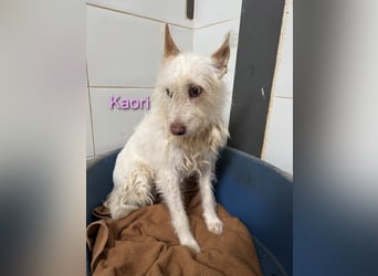 Kaori geb. 06/2019 (ESP) - ausgeglichene und liebevolle Podenco-Hündin sucht das Glück!