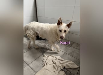 Kaori geb. 06/2019 (ESP) - ausgeglichene und liebevolle Podenco-Hündin sucht das Glück!