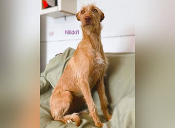 Nikki1 geb. 03/2022 (ESP) - liebe und zarte Podenca!