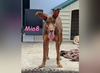 Mia8 geb. 12/2022 (ESP) - wunderschöne, sanfte und sensible Podenco Orito Hündin!