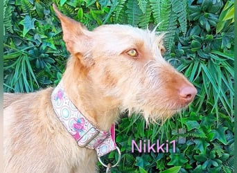 Nikki1 geb. 03/2022 (ESP) - liebe und zarte Podenca!