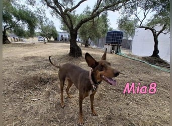 Mia8 geb. 12/2022 (ESP) - wunderschöne, sanfte und sensible Podenco Orito Hündin!