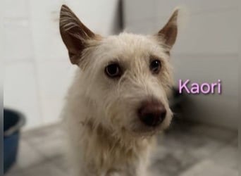 Kaori geb. 06/2019 (ESP) - ausgeglichene und liebevolle Podenco-Hündin sucht das Glück!