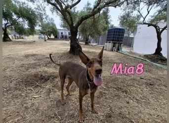 Mia8 geb. 12/2022 (ESP) - wunderschöne, sanfte und sensible Podenco Orito Hündin!