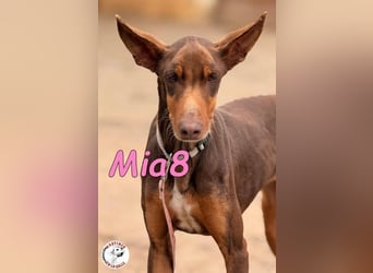 Mia8 geb. 12/2022 (ESP) - wunderschöne, sanfte und sensible Podenco Orito Hündin!
