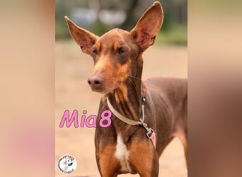 Mia8 geb. 12/2022 (ESP) - wunderschöne, sanfte und sensible Podenco Orito Hündin!