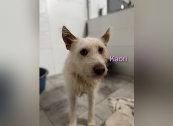 Kaori geb. 06/2019 (ESP) - ausgeglichene und liebevolle Podenco-Hündin sucht das Glück!