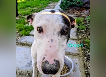 Oreo4 geb. 12/2023 (ESP) - verspielter und liebevoller Podenco auf der Suche nach dem Glück!