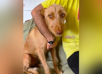 Nikki1 geb. 03/2022 (ESP) - liebe und zarte Podenca!