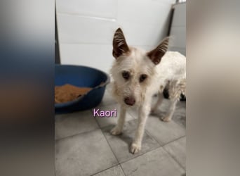Kaori geb. 06/2019 (ESP) - ausgeglichene und liebevolle Podenco-Hündin sucht das Glück!