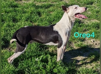 Oreo4 geb. 12/2023 (ESP) - verspielter und liebevoller Podenco auf der Suche nach dem Glück!