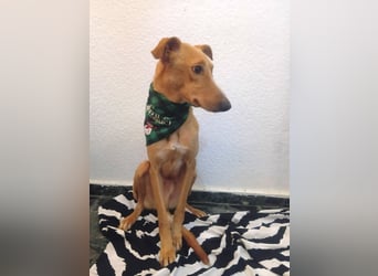 FRITZ sucht erfahrene, geduldige Menschen