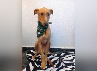 FRITZ sucht erfahrene, geduldige Menschen