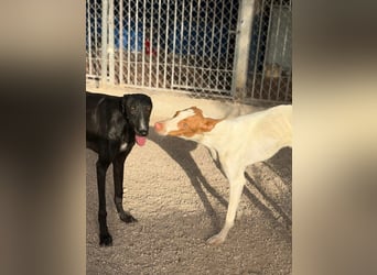 Destiny - sanfte, liebevolle Podenco-Hündin
