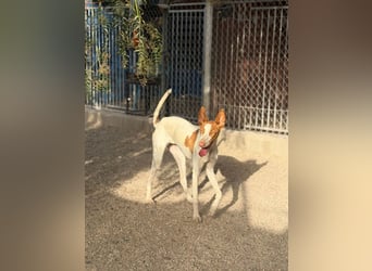 Destiny - sanfte, liebevolle Podenco-Hündin