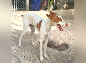 Destiny - sanfte, liebevolle Podenco-Hündin