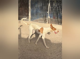 Destiny - sanfte, liebevolle Podenco-Hündin