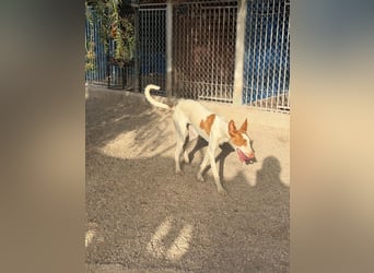 Destiny - sanfte, liebevolle Podenco-Hündin