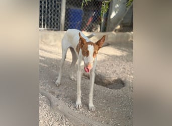 Destiny - sanfte, liebevolle Podenco-Hündin