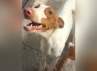 Destiny - sanfte, liebevolle Podenco-Hündin