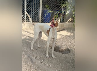 Destiny - sanfte, liebevolle Podenco-Hündin