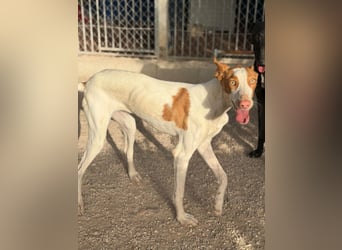 Destiny - sanfte, liebevolle Podenco-Hündin