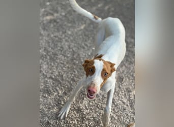 Destiny - sanfte, liebevolle Podenco-Hündin