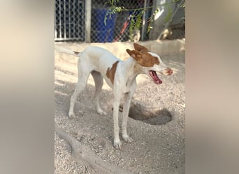 Destiny - sanfte, liebevolle Podenco-Hündin