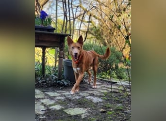 Karlchen möchte eine eigene Familie