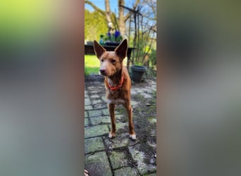 Karlchen möchte eine eigene Familie