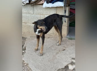 Paty – eine Kämpferin sucht ihr Zuhause