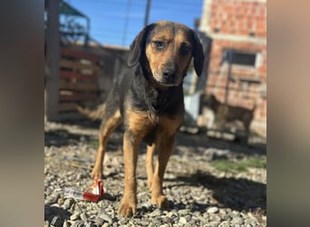 Lots eine sanfte Mimosenblüte