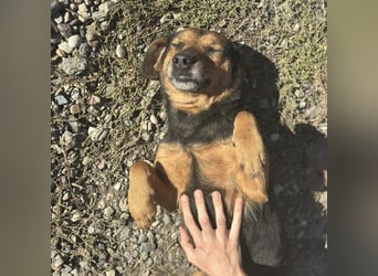 Lots eine sanfte Mimosenblüte