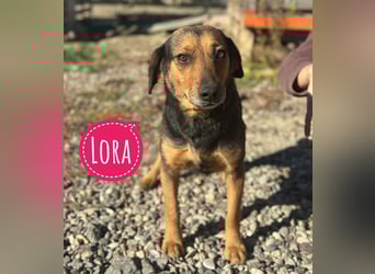 Lots eine sanfte Mimosenblüte