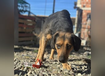 Lots eine sanfte Mimosenblüte