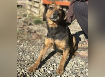 Lots eine sanfte Mimosenblüte