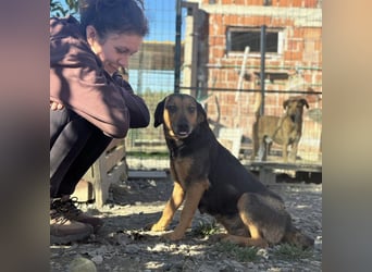 Lots eine sanfte Mimosenblüte