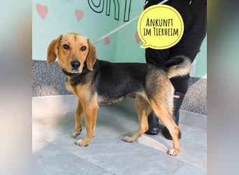 Petty ein Herzenshund