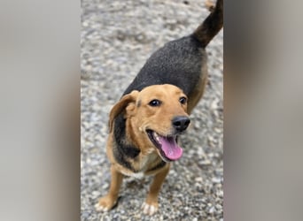 Petty ein Herzenshund
