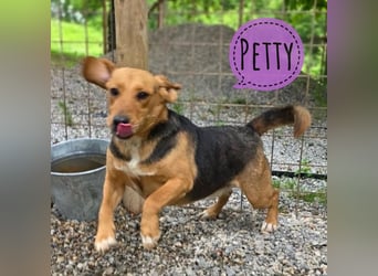 Petty ein Herzenshund