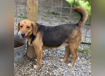 Petty ein Herzenshund
