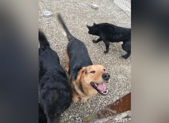 Lewis ein sehr lieber Hundebub