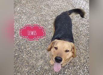 Lewis ein sehr lieber Hundebub