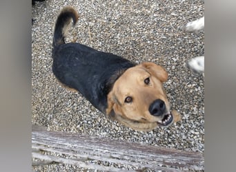 Lewis ein sehr lieber Hundebub