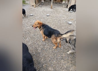 Lewis ein sehr lieber Hundebub